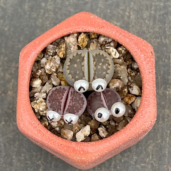 リトープス：リトープス星人　2号陶器鉢（ピンク）