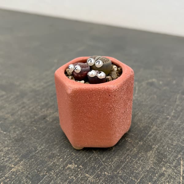 リトープス：リトープス星人　2号陶器鉢（ピンク）