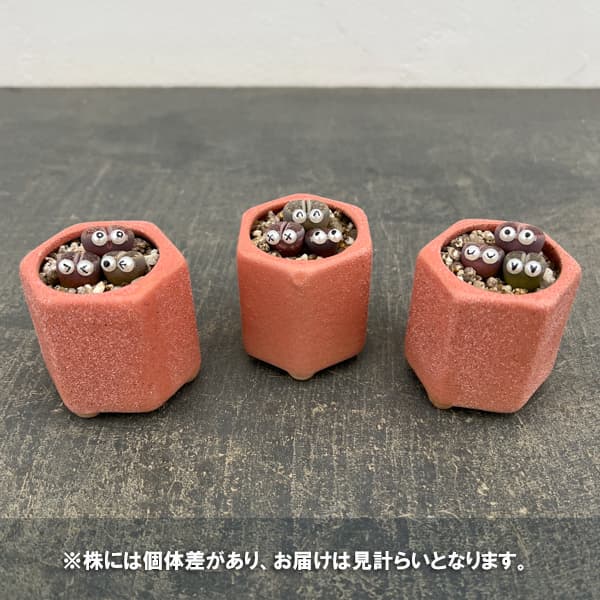 リトープス：リトープス星人　2号陶器鉢（ピンク）