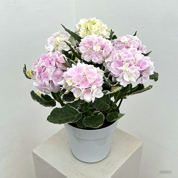 アジサイ（斑入り）：アンコンキャラクター（ピンク）5号鉢植え