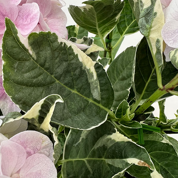 アジサイ（斑入り）：アンコンキャラクター（ピンク）5号鉢植え