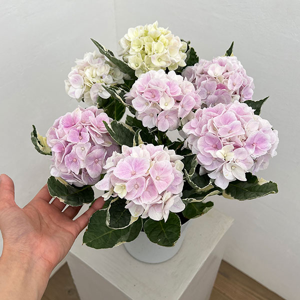アジサイ（斑入り）：アンコンキャラクター（ピンク）5号鉢植え