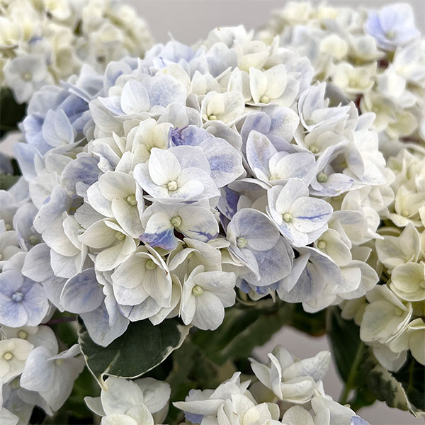 アジサイ（斑入り）：アンコンキャラクター（ブルー）5号鉢植え