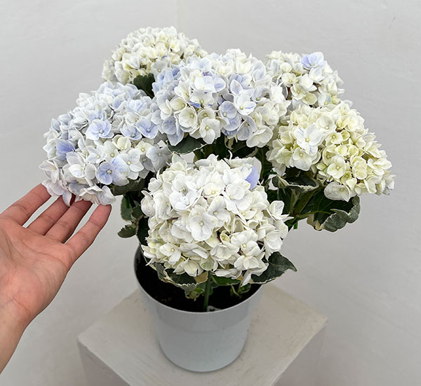 アジサイ（斑入り）：アンコンキャラクター（ブルー）5号鉢植え