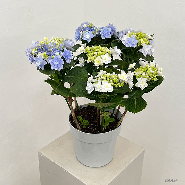 アジサイ：ミコアカリ（弥呼明り）ブルー5号鉢植え