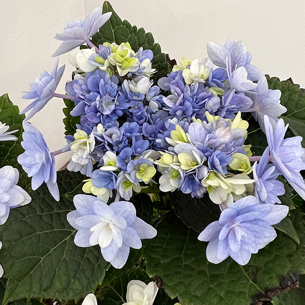 アジサイ：ミコアカリ（弥呼明り）ブルー5号鉢植え