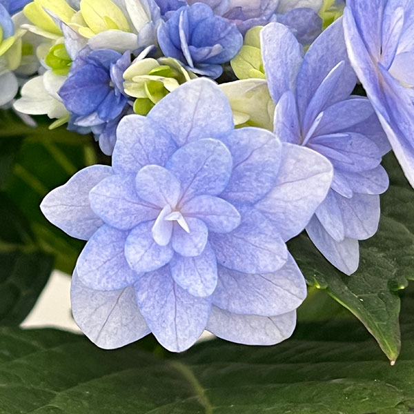 アジサイ：ミコアカリ（弥呼明り）ブルー5号鉢植え