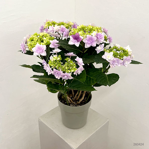 アジサイ：ミコアカリ（弥呼明り）ピンク5号鉢植え