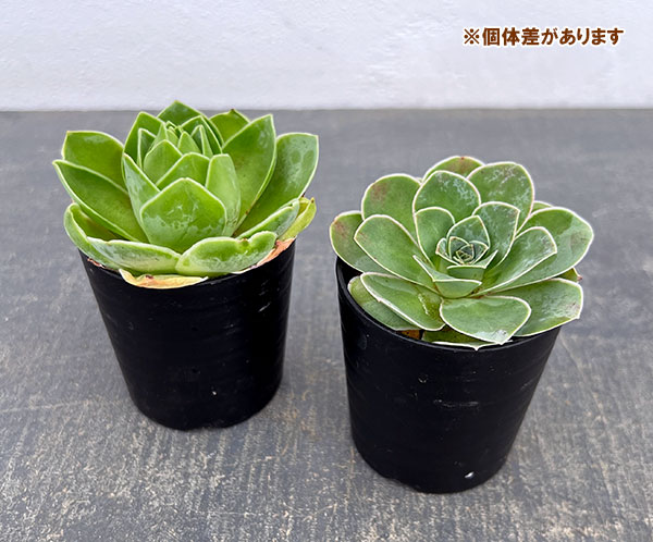 アエオニウム：オーレウム　2.5号ポット