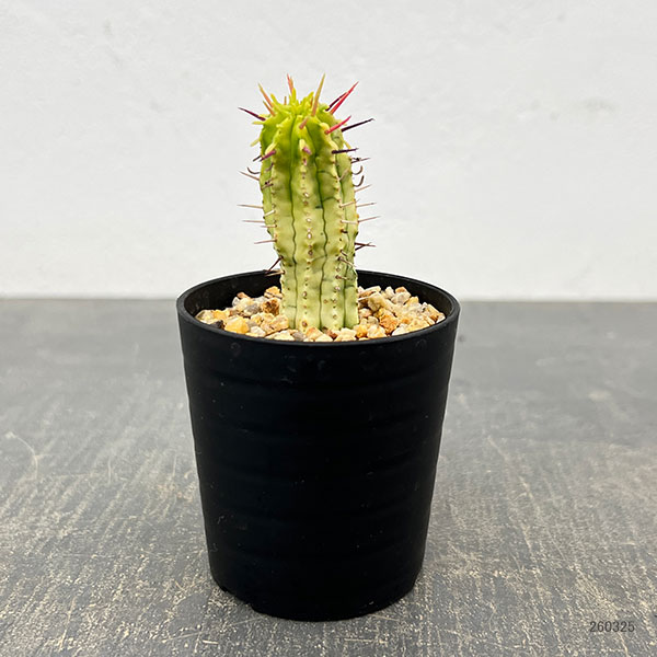 ユーフォルビア:紅彩閣錦(コウサイカクニシキ) 2.5号鉢植え