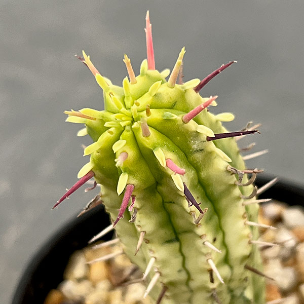 ユーフォルビア:紅彩閣錦(コウサイカクニシキ) 2.5号鉢植え