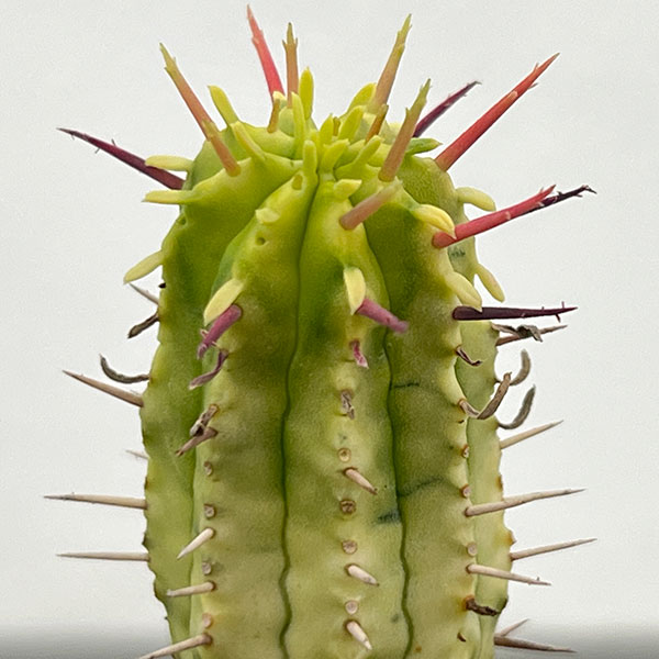 ユーフォルビア:紅彩閣錦(コウサイカクニシキ) 2.5号鉢植え