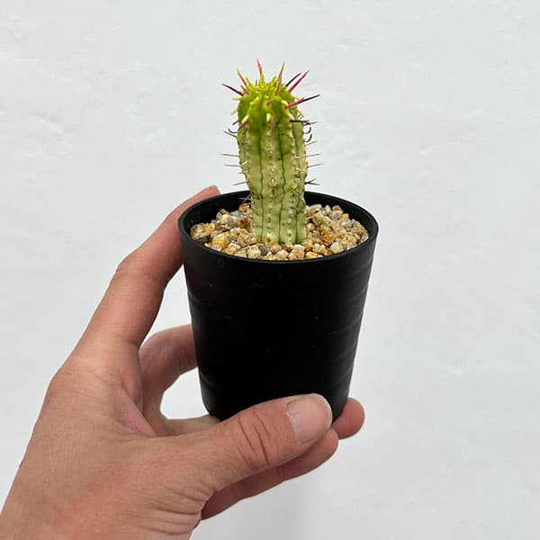 ユーフォルビア:紅彩閣錦(コウサイカクニシキ) 2.5号鉢植え