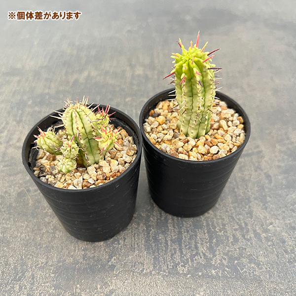 ユーフォルビア:紅彩閣錦(コウサイカクニシキ) 2.5号鉢植え