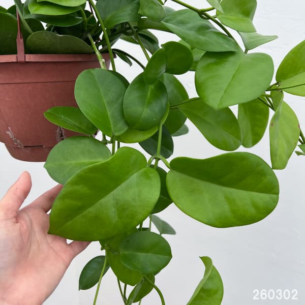 園芸ネット本店｜ホヤ：マキシマ 7号鉢植え の通販【公式】
