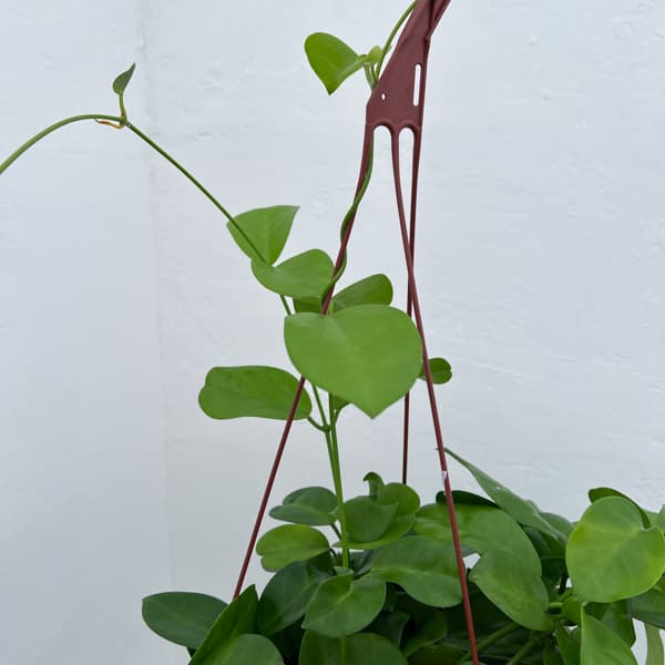 園芸ネット本店｜ホヤ：マキシマ 7号鉢植え の通販【公式】