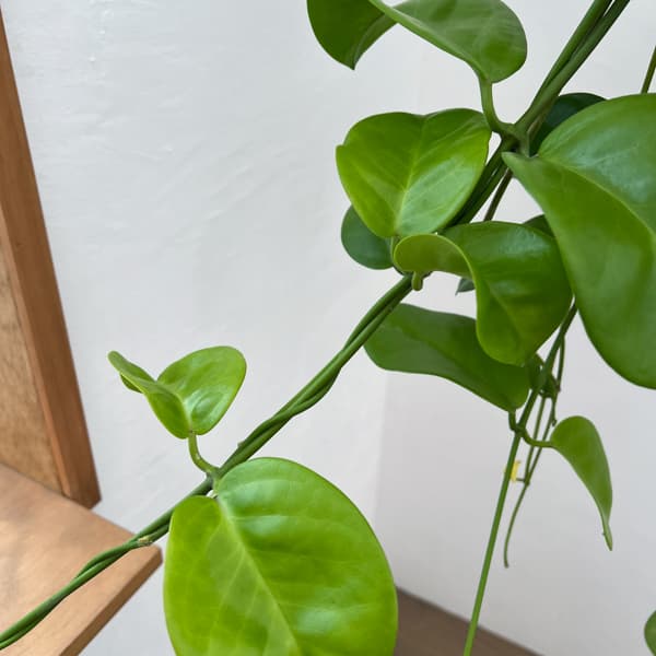 園芸ネット本店｜ホヤ：マキシマ 7号鉢植え の通販【公式】