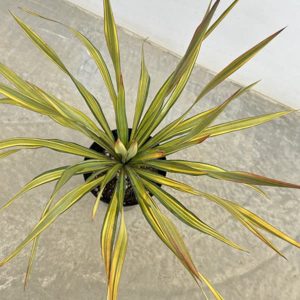 ユッカ:グロリオサ トリスティス 6号ポット