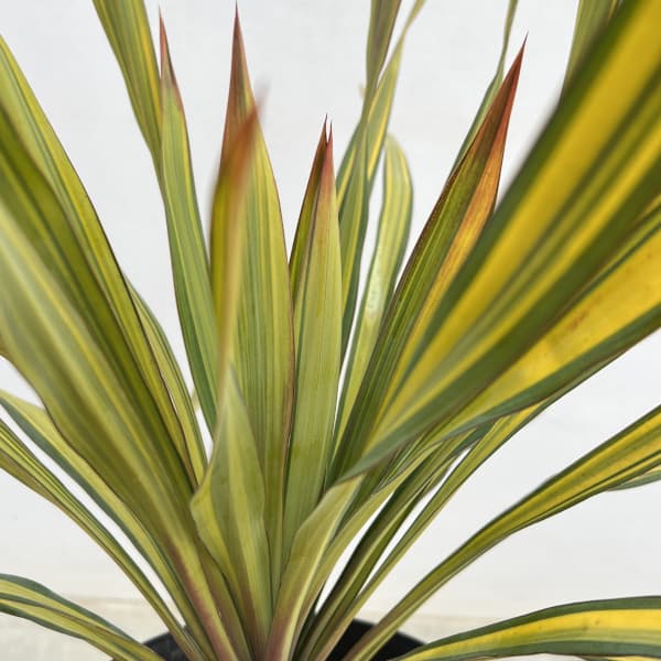 ユッカ:グロリオサ トリスティス 6号ポット