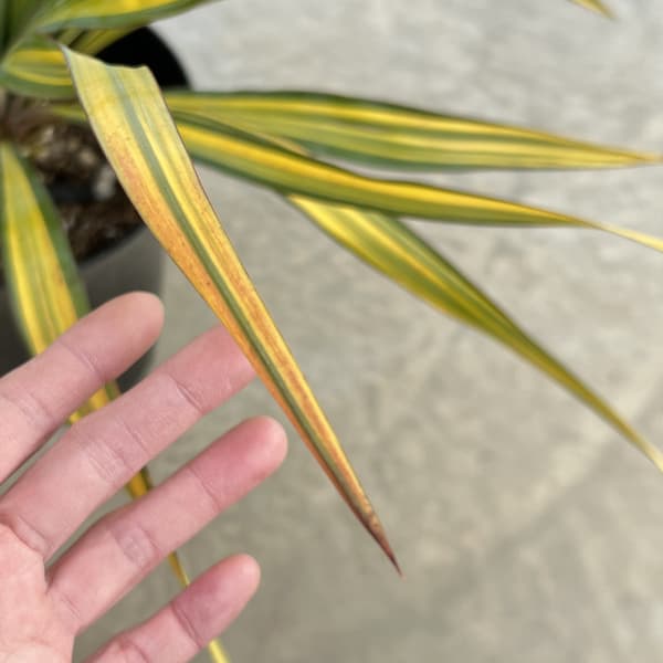 ユッカ:グロリオサ トリスティス 6号ポット