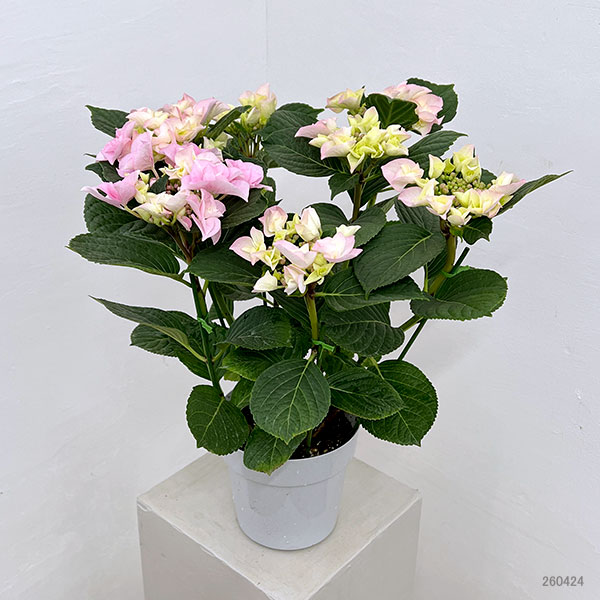 園芸ネット本店｜アジサイ：クレインブーケ（ピンク）5号鉢植え の通販