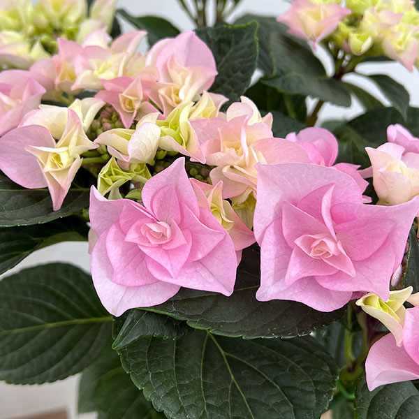 園芸ネット本店｜アジサイ：クレインブーケ（ピンク）5号鉢植え の通販