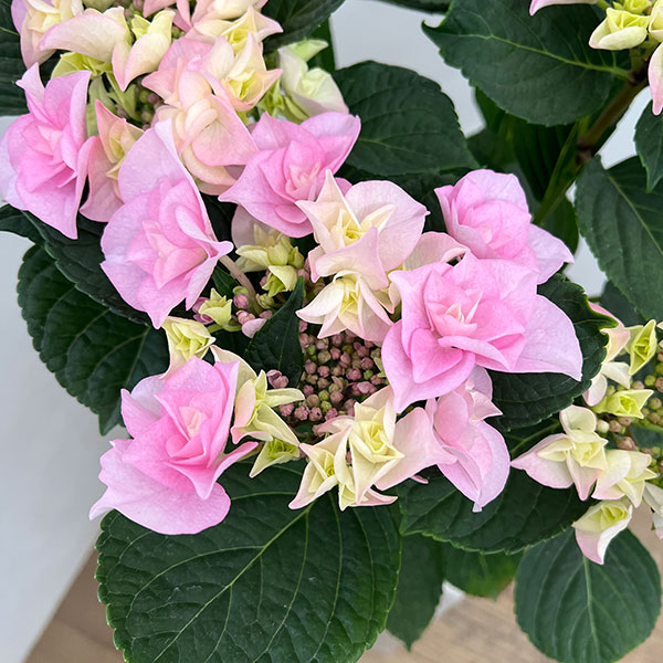 園芸ネット本店｜アジサイ：クレインブーケ（ピンク）5号鉢植え の通販