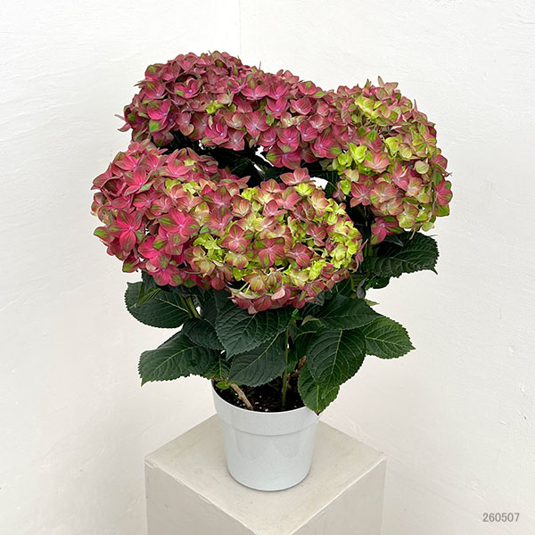 アジサイ：ロッソグローリー（ピンク）5号鉢植え
