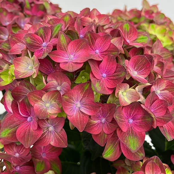 アジサイ：ロッソグローリー（ピンク）5号鉢植え