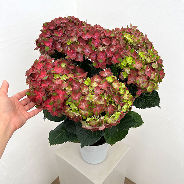 アジサイ：ロッソグローリー（ピンク）5号鉢植え