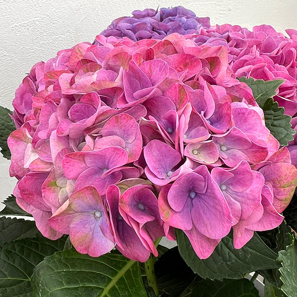 アジサイ：ハイメドウ（ピンク）5号鉢植え
