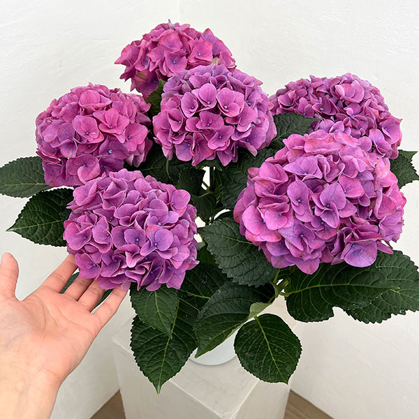 アジサイ：ハイメドウ（ピンク）5号鉢植え