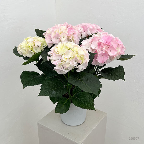 アジサイ：ハイダイヤモンド（ピンク）5号鉢植え