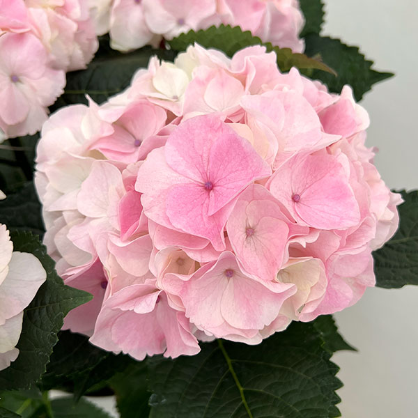 アジサイ：ハイダイヤモンド（ピンク）5号鉢植え