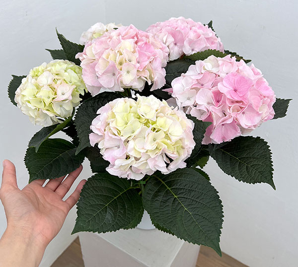 アジサイ：ハイダイヤモンド（ピンク）5号鉢植え