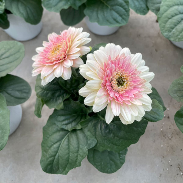 [26年4月下旬予約]ガーベラ：ジョイベラ　ミルクシェイク4号ポット