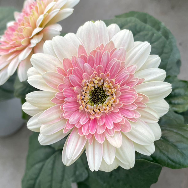 [26年4月下旬予約]ガーベラ：ジョイベラ　ミルクシェイク4号ポット