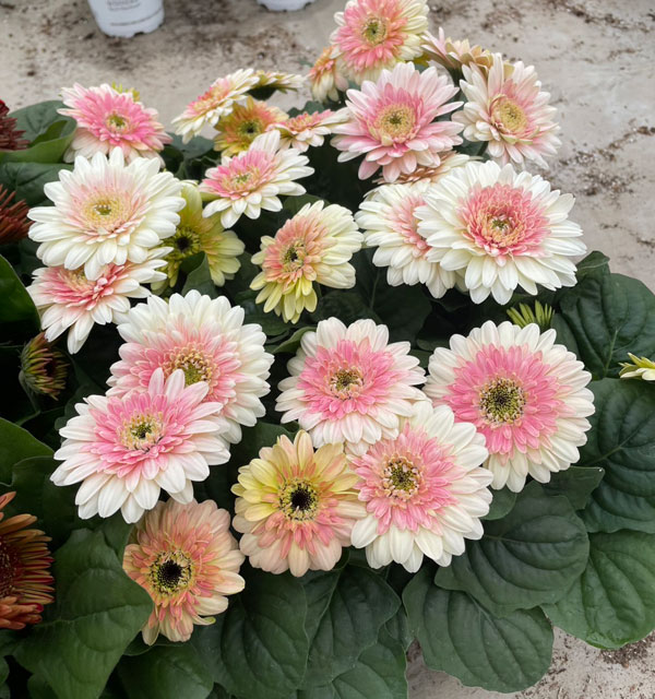 [26年4月下旬予約]ガーベラ：ジョイベラ　ミルクシェイク4号ポット