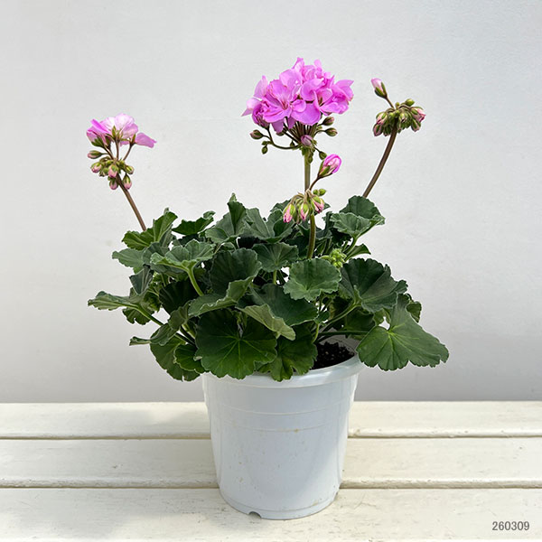 ゼラニウム：ムーンライト　ヴィオリーノ5号鉢植え