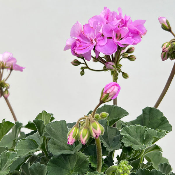 ゼラニウム：ムーンライト　ヴィオリーノ5号鉢植え