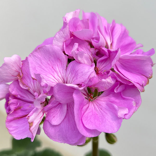 ゼラニウム：ムーンライト　ヴィオリーノ5号鉢植え