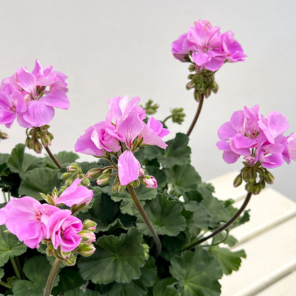 ゼラニウム：ムーンライト　ヴィオリーノ5号鉢植え