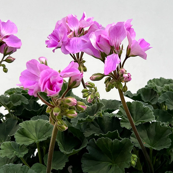 ゼラニウム：ムーンライト　ヴィオリーノ5号鉢植え