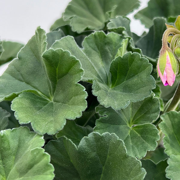 ゼラニウム：ムーンライト　ヴィオリーノ5号鉢植え