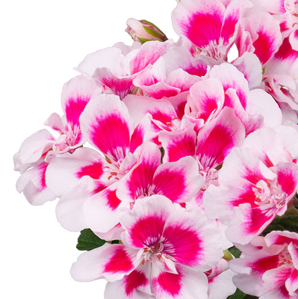 ゼラニウム:スパニッシュワイン ホワイトスプラッシュ5号鉢植え