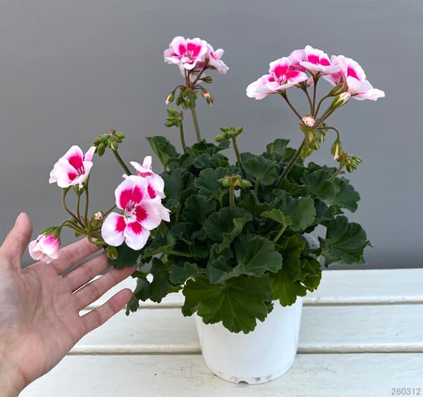 ゼラニウム:スパニッシュワイン ホワイトスプラッシュ5号鉢植え