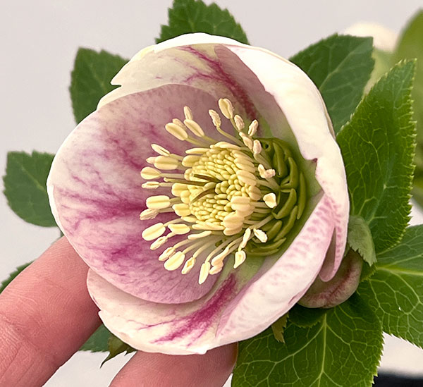 大和園さんのクリスマスローズ：26-01パステリッシュストレイン／4.5号ポット【現品販売】