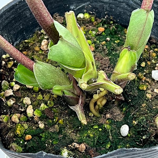 大和園さんのクリスマスローズ：26-01パステリッシュストレイン／4.5号ポット【現品販売】