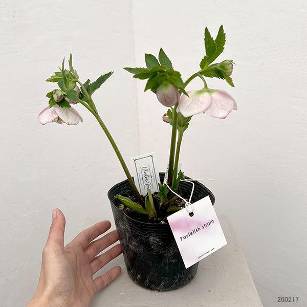 大和園さんのクリスマスローズ：26-02パステリッシュストレイン／4.5号ポット【現品販売】