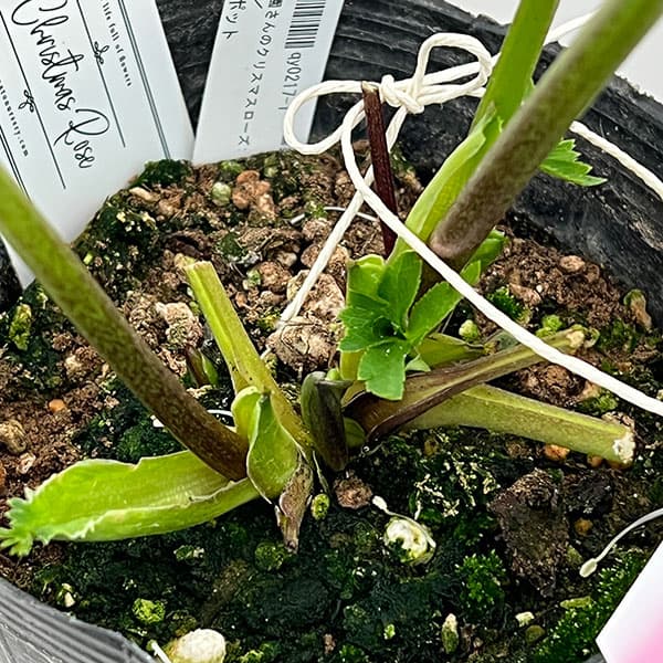 大和園さんのクリスマスローズ：26-02パステリッシュストレイン／4.5号ポット【現品販売】